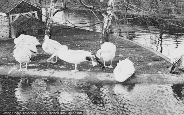 Photo of Chessington, Zoo, Pelicans c.1960