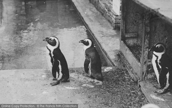 Photo of Chessington, Zoo, Penguins 1951