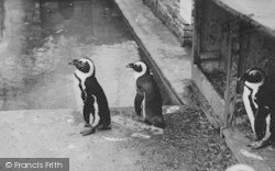 Zoo, Penguins 1951, Chessington