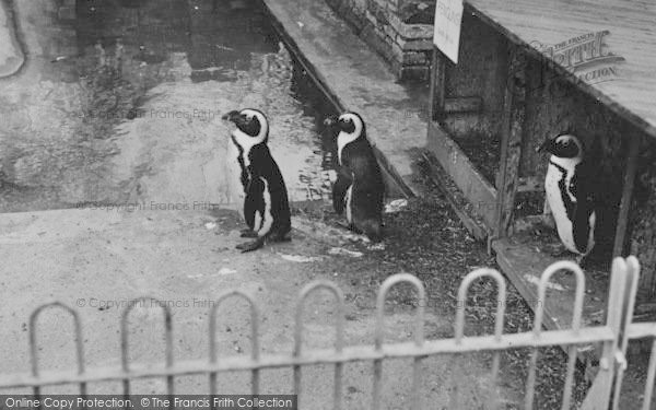 Photo of Chessington, Zoo, Penguins 1951