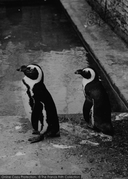 Photo of Chessington, Zoo, Penguins c.1951