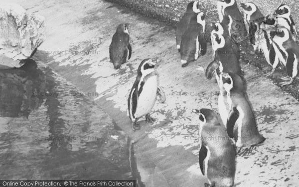 Photo of Chessington, Zoo, Penguins c.1960