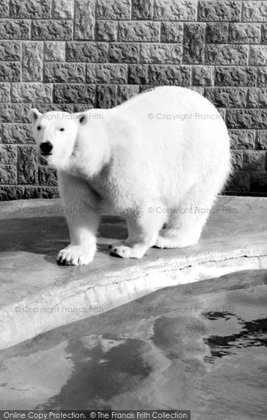 Photo of Chessington, Zoo, Polar Bear c.1965