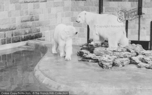 Photo of Chessington, Zoo, Polar Bears c.1965