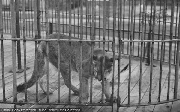 Photo of Chessington, Zoo, Puma c.1951