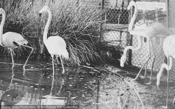 Photo of Chessington, Zoo, Rosy Flamingo c.1960