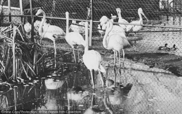 Photo of Chessington, Zoo, Rosy Flamingo c.1960