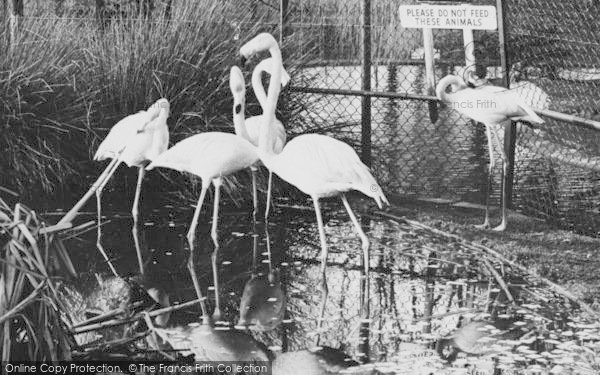 Photo of Chessington, Zoo, Rosy Flamingo c.1960