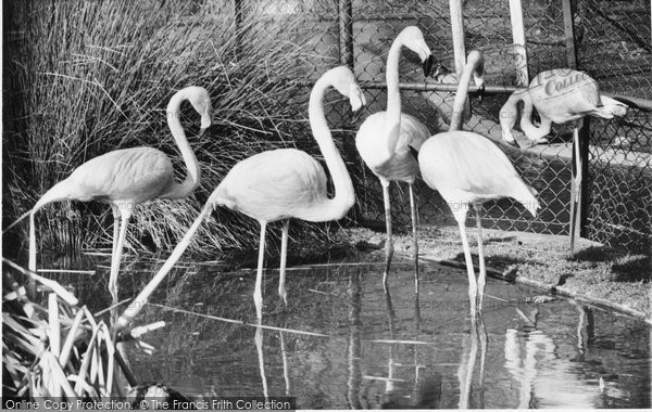 Photo of Chessington, Zoo, Rosy Flamingo c.1960