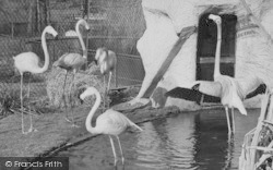 Zoo, Rosy Flamingo c.1960, Chessington