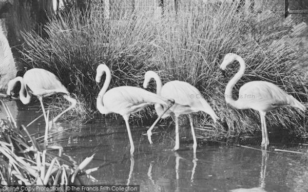 Photo of Chessington, Zoo, Rosy Flamingo c.1960