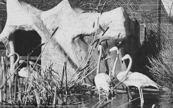 Photo of Chessington, Zoo, Rosy Flamingo c.1960