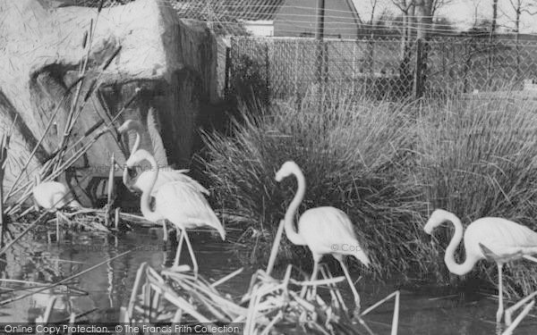 Photo of Chessington, Zoo, Rosy Flamingo c.1965