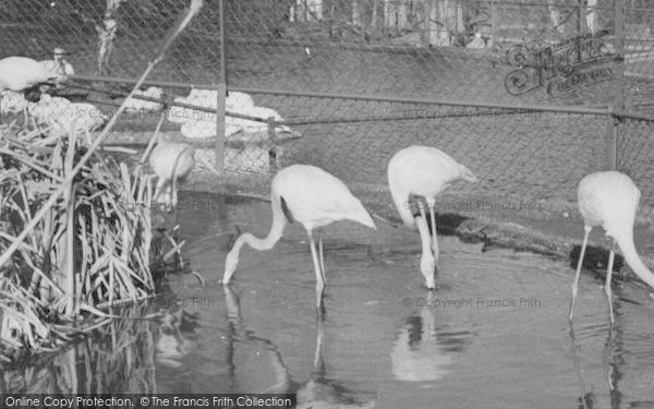 Photo of Chessington, Zoo, Rosy Flamingo c.1965