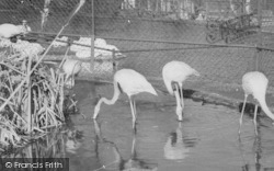 Zoo, Rosy Flamingo c.1965, Chessington