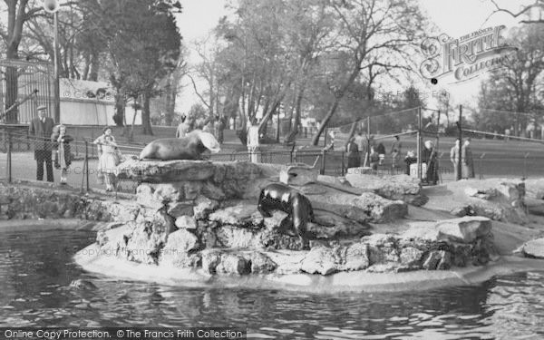 Photo of Chessington, Zoo, Sea Lions c.1955