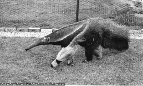 Photo of Chessington, Zoo, The Anteater c.1965