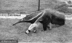 Zoo, The Anteater c.1965, Chessington