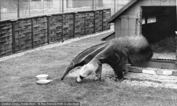 Photo of Chessington, Zoo, The Anteater c.1965