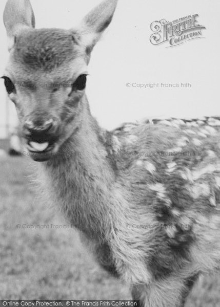 Photo of Chessington, Zoo, The Baby Deer c.1965