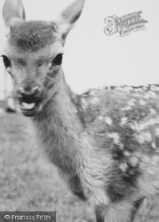 Zoo, The Baby Deer c.1965, Chessington