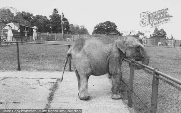Photo of Chessington, Zoo, The Baby Elephant c.1965