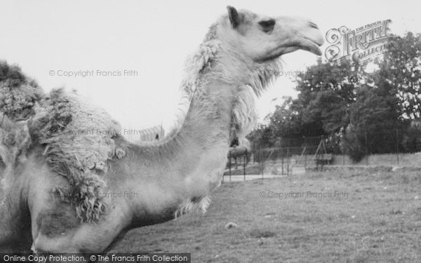 Photo of Chessington, Zoo, The Camel c.1965