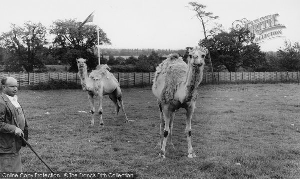 Photo of Chessington, Zoo, The Camels c.1965