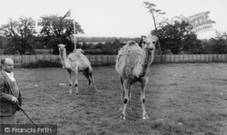 Zoo, The Camels c.1965, Chessington