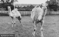 Zoo, The Camels c.1965, Chessington