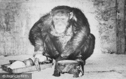 Zoo, The Chimpanzee c.1965, Chessington