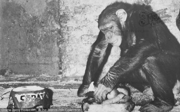 Photo of Chessington, Zoo, The Chimpanzee c.1965