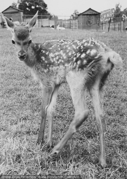 Photo of Chessington, Zoo, The Deer c.1965