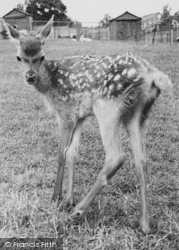 Zoo, The Deer c.1965, Chessington