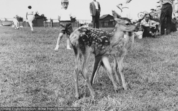 Photo of Chessington, Zoo, The Deer c.1965