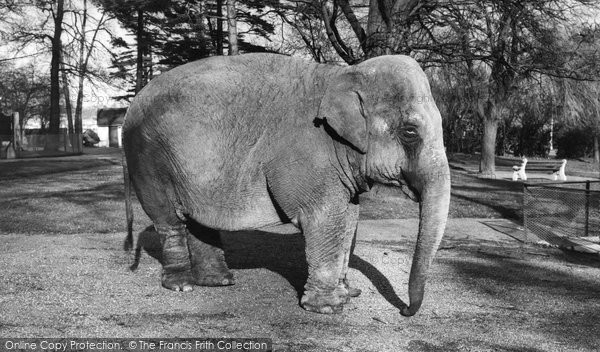 Photo of Chessington, Zoo, The Elephant c.1960