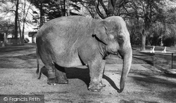 Zoo, The Elephant c.1960, Chessington