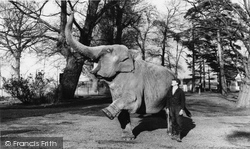 Zoo, The Elephant c.1965, Chessington