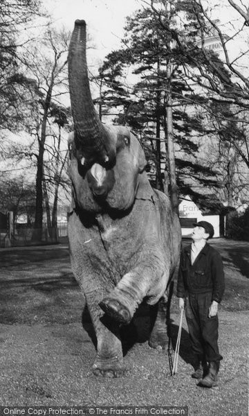 Photo of Chessington, Zoo, The Elephant c.1965
