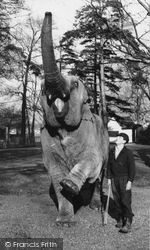 Zoo, The Elephant c.1965, Chessington