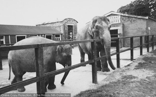 Photo of Chessington, Zoo, The Elephants c.1965