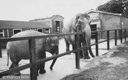 Zoo, The Elephants c.1965, Chessington