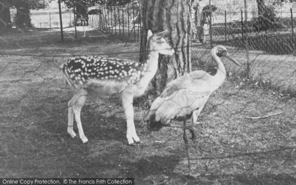 Photo of Chessington, Zoo, The Enclosure, Playmates c.1952