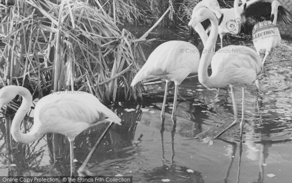 Photo of Chessington, Zoo, The Flamingo Pond c.1960