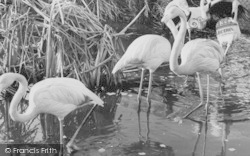 Zoo, The Flamingo Pond c.1960, Chessington