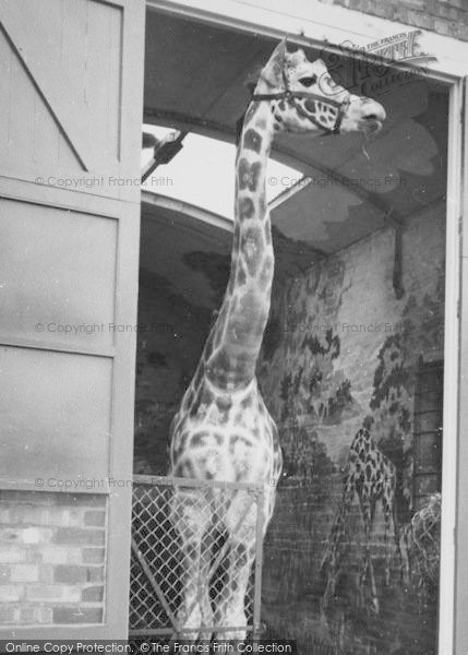 Photo of Chessington, Zoo, The Giraffe c.1965