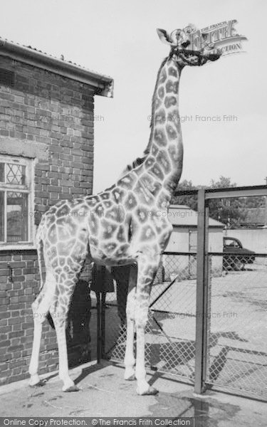 Photo of Chessington, Zoo, The Giraffe c.1965