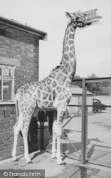 Zoo, The Giraffe c.1965, Chessington
