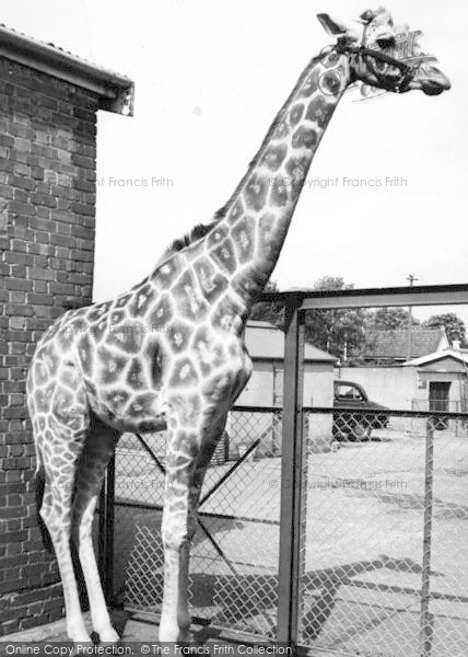 Photo of Chessington, Zoo, The Giraffe c.1965