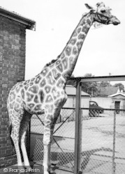 Zoo, The Giraffe c.1965, Chessington